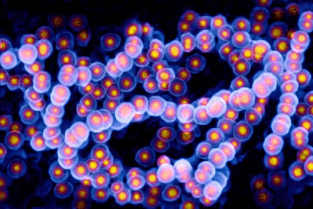 What is Strep A Disease and What are the symptoms? 2 Strep A