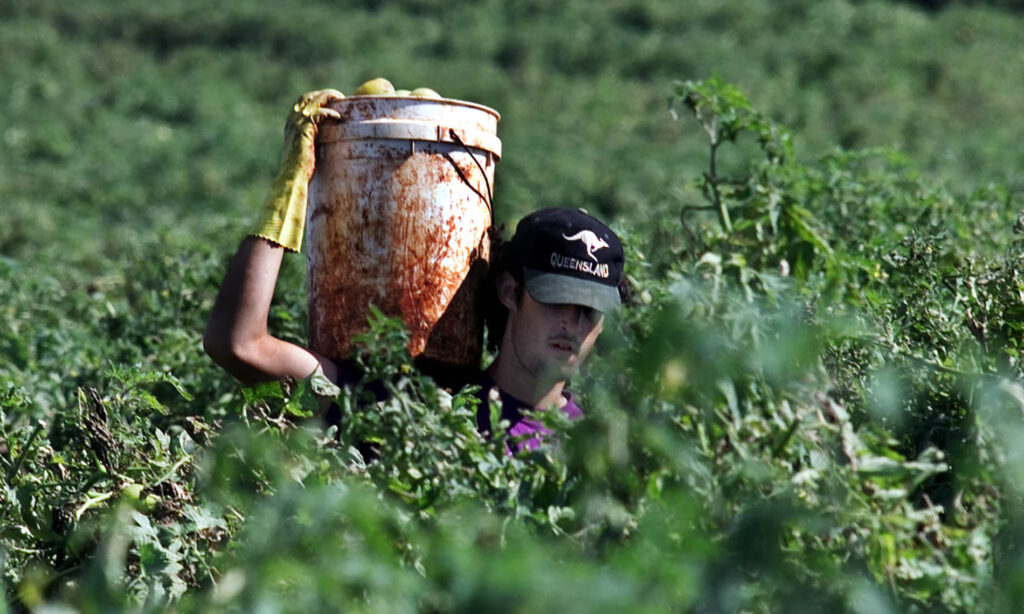 How to Land a Job as a Farm Worker in Australia A Lucrative Opportunity at $40 per Hour