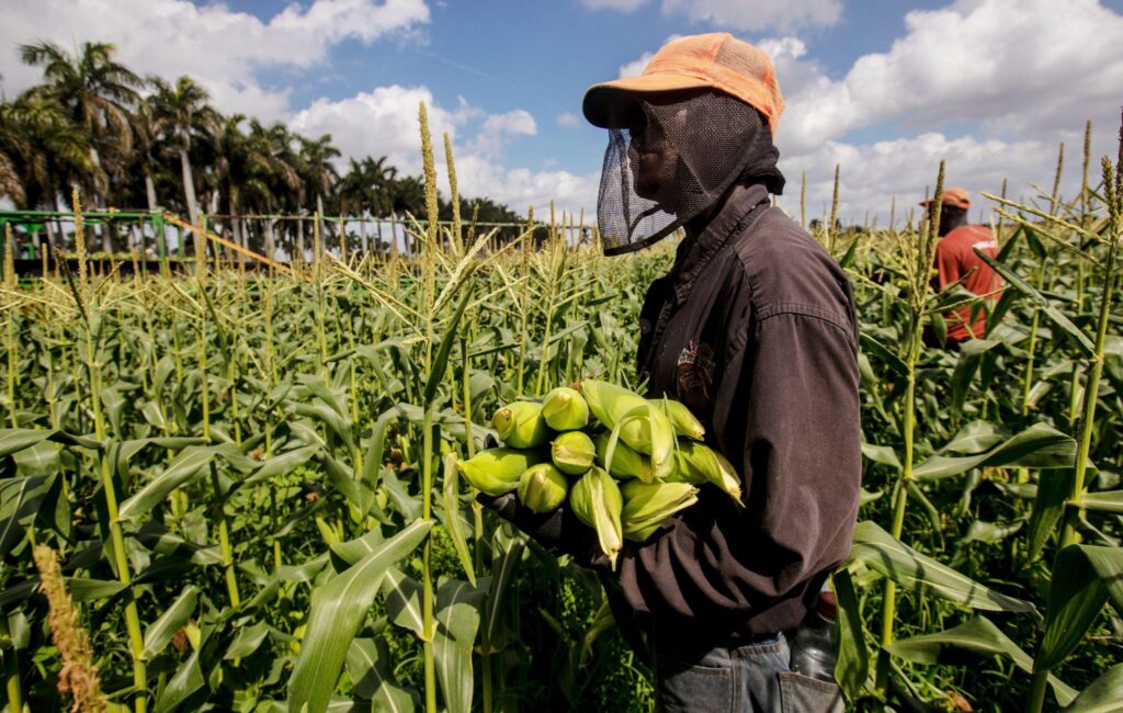 How to Land a Job as a Farm Worker in Australia A Lucrative Opportunity at 40 per Hour